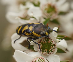 Castiarina octospilota