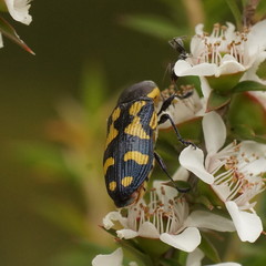 Castiarina octospilota