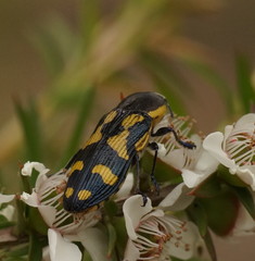 Castiarina octospilota