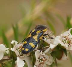 Castiarina octospilota