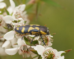 Castiarina octospilota
