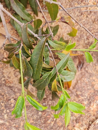 Combretum coccineum image