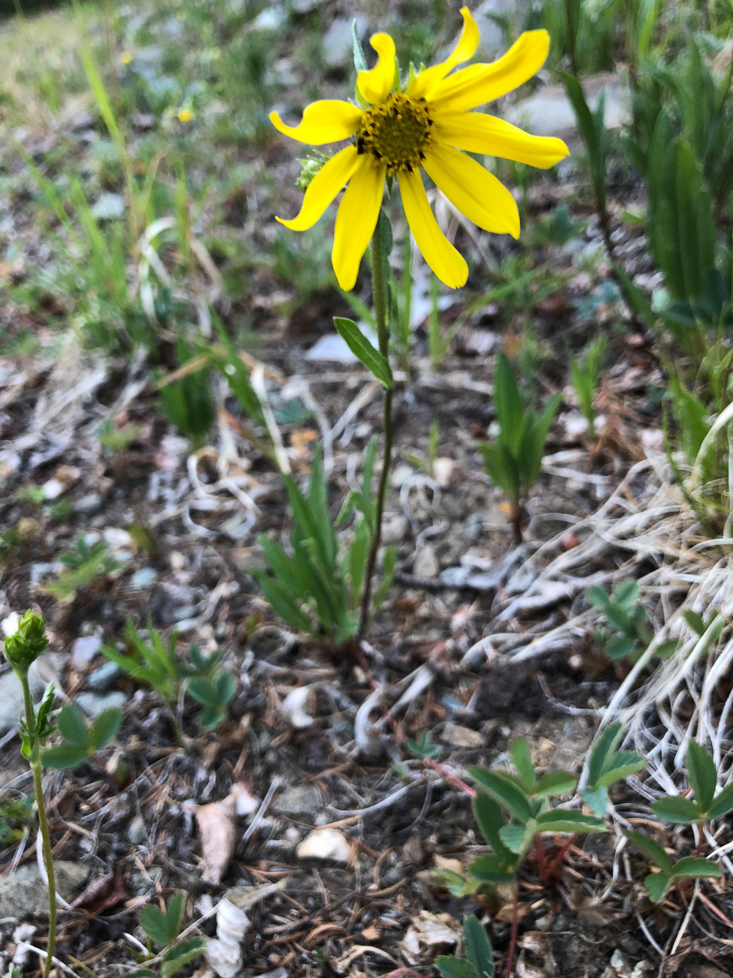 Helianthella parryi