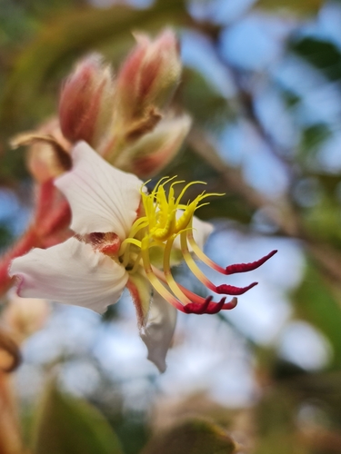 Dichaetanthera rutenbergiana image