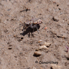 Cicindela repanda repanda