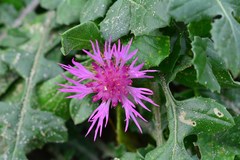 Centaurea sphaerocephala