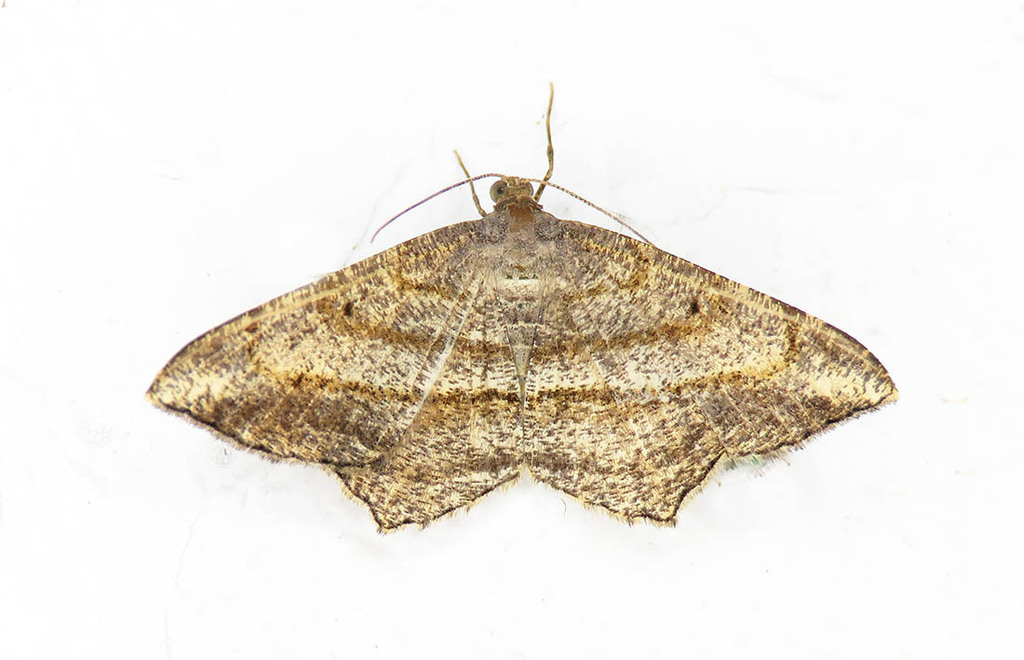 Macaria pandaria