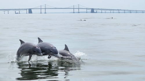 Tamanend's Bottlenose Dolphin photographed in Maryland