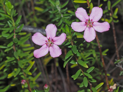 Adenandra fragrans