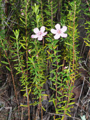 Adenandra fragrans