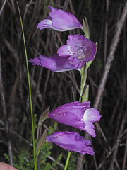 Gladiolus patersoniae