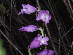 Gladiolus patersoniae