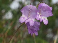 Gladiolus patersoniae