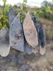 Dalbergia glaucocarpa image