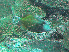 Sufflamen chrysopterum