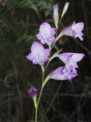 Gladiolus patersoniae