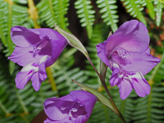 Gladiolus patersoniae