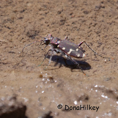 Cicindela oregona oregona