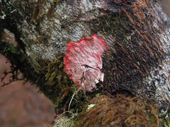 Herpothallon