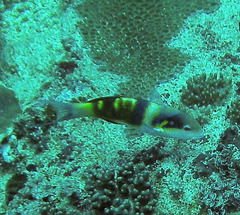Thalassoma jansenii