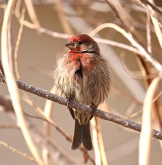 Haemorhous mexicanus