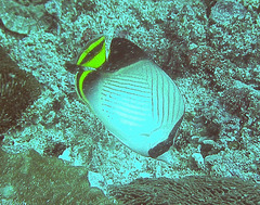 Chaetodon decussatus