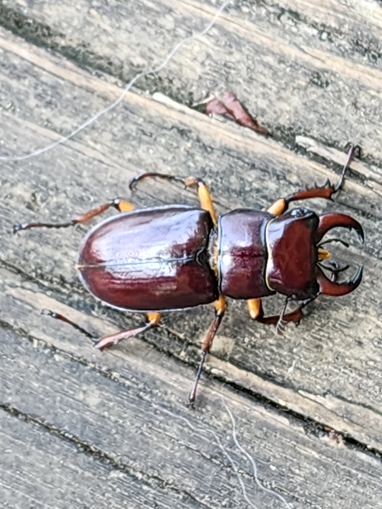 Reddish Brown Stag Beetle From Cleveland TN USA On July 23 2023 At   Large 