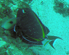 Acanthurus nigricans