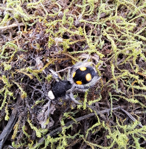 Traumatomutilla vitelligera