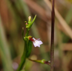 Lobelia anceps