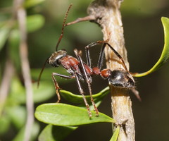 Myrmecia pulchra