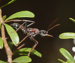 Myrmecia pulchra