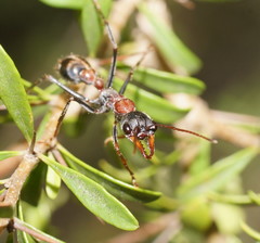 Myrmecia pulchra