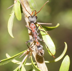 Myrmecia pulchra