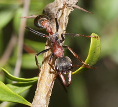 Myrmecia pulchra