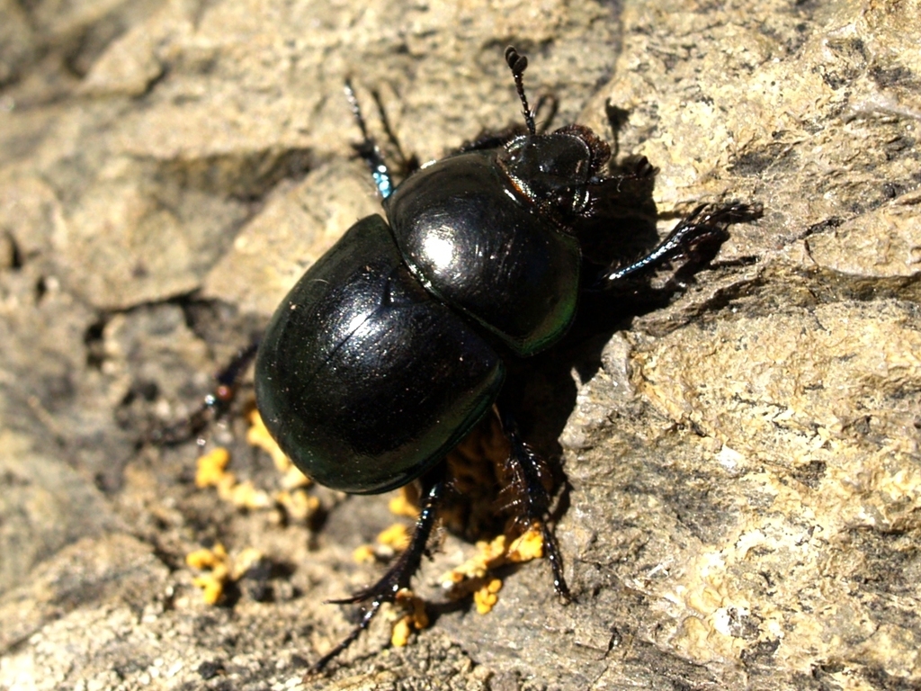 Geotrupinae