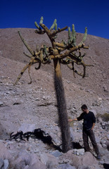 Browningia candelaris