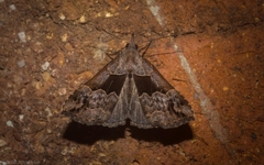 Hypena gonospilalis
