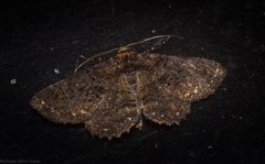 Paradromulia ambigua