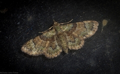 Gymnoscelis derogata