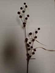 Juncus polycephalus