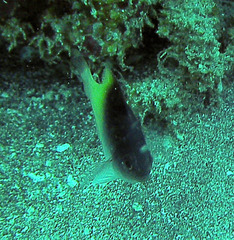 Chrysiptera rollandi