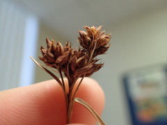 Rhynchospora harveyi