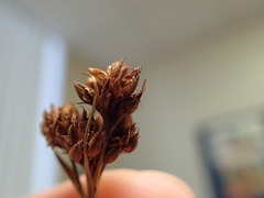 Rhynchospora harveyi