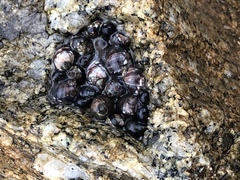 Littorinimorpha