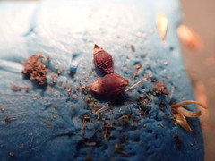 Rhynchospora harveyi