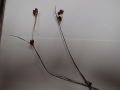 Rhynchospora harveyi