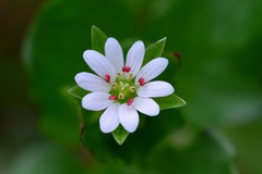 Stellaria neglecta