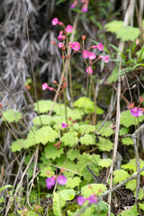Primula geraniifolia