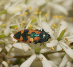 Castiarina hilaris